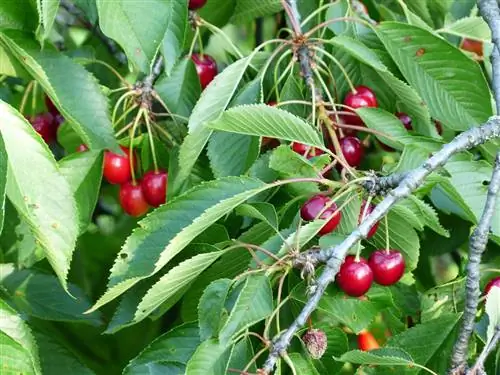 Вишневое дерево - быстрорастущее плодовое дерево.