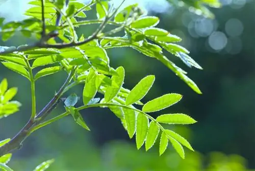 европейский ясень