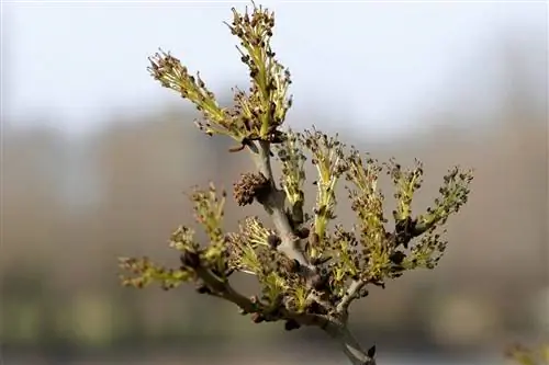 ветки ясеня европейского