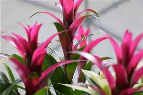 три розовые гузмании