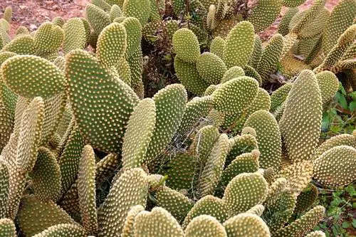 Opuntia microdasys размножается весной