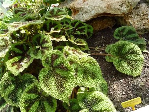 Масонская бегония тропическая