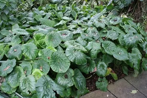 Begonia nelumbiifolia - бегония с округлыми листьями.