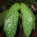 Листья бегонии кокцинеи удлиненные.