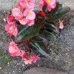 Бегония куччатая - растение с розовыми цветками.