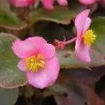 Бегония куччатая - травянистое растение.