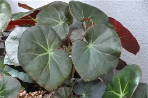 Есть много видов бегонии