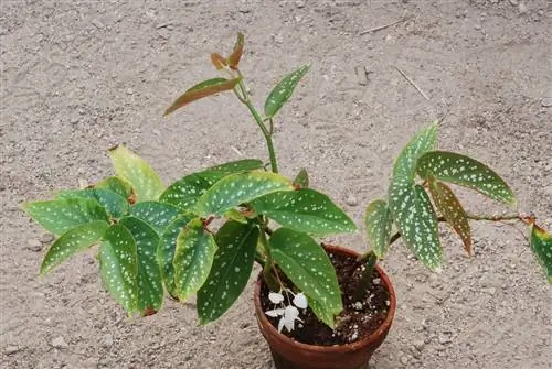 Бегония пятнистая - многолетнее травянистое растение.