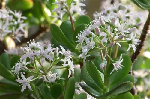 Crassula ovata - неприхотливый суккулент.