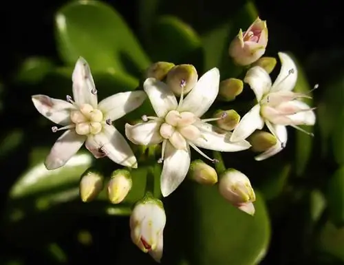 Crassula ovata - суккулентный кустарник, не требующий особого ухода.