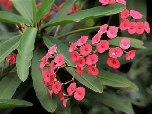 Euphorbia milii - колючий кустарник.