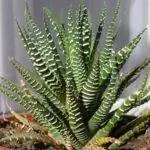 Haworthia attenuata - небольшое растение.