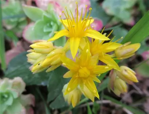 Sedum palmeri - висячий суккулент.