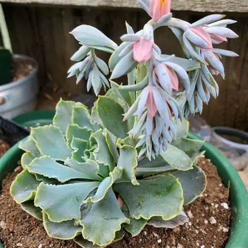 Осенью цветут эхеверии.