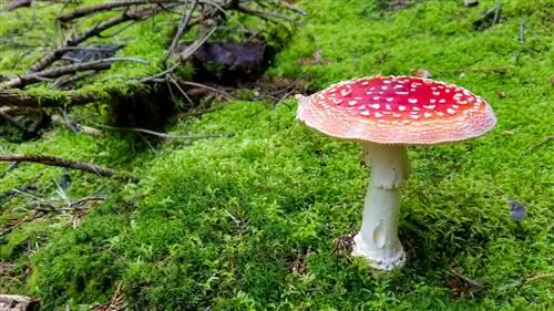 Мухомор - это гриб