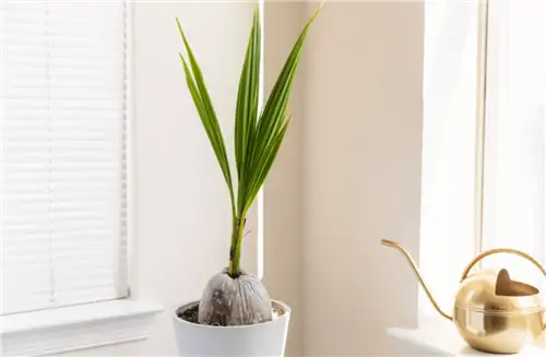 Кокосовая пальма - очень требовательная пальма.