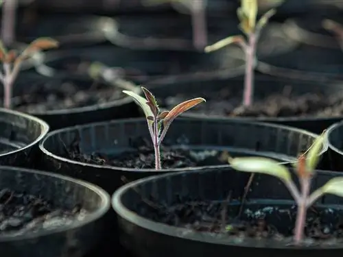 растения в саду