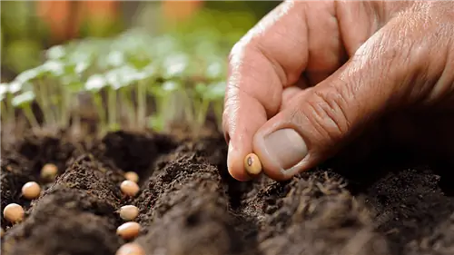 советы, чтобы узнать, как подготовить почву для сада