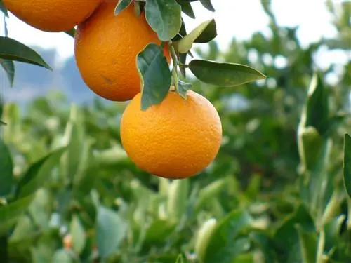 Апельсиновое дерево листопадное или вечнозеленое?