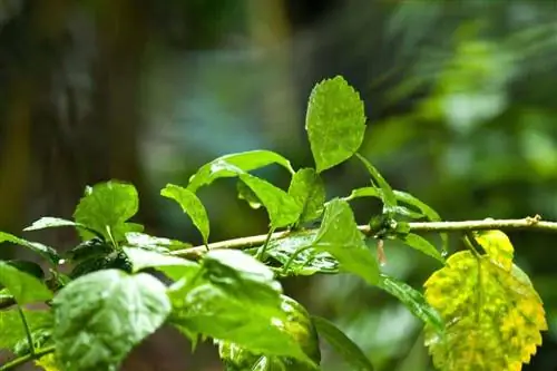 Листья могут иметь когтеобразную форму.