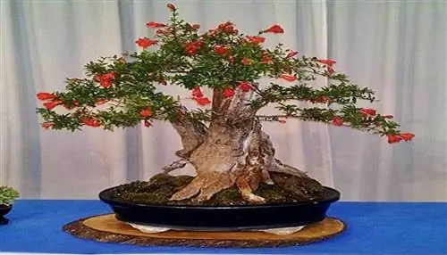 бонсай из граната-долгожителя Источник okbonsai