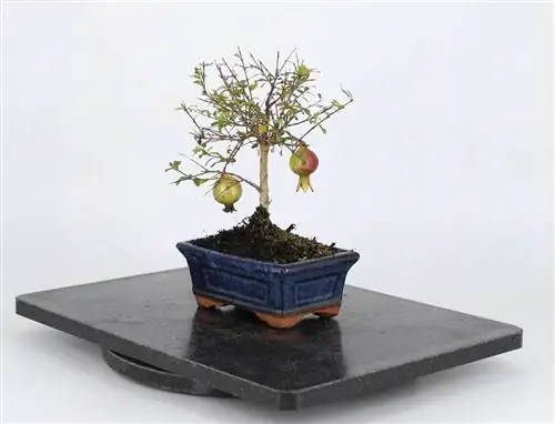 Как ухаживать за гранатовым бонсай?