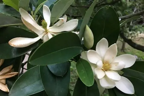 Магнолия виргинская характеризуется крупными душистыми цветками.