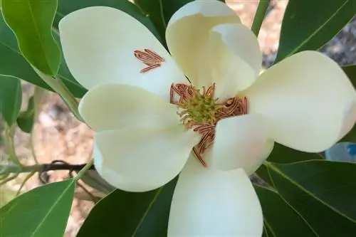 Магнолия виргинская - листопадное дерево, произрастающее в Северной Америке.