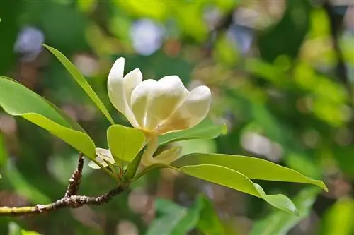 Магнолия виргинская проста в уходе