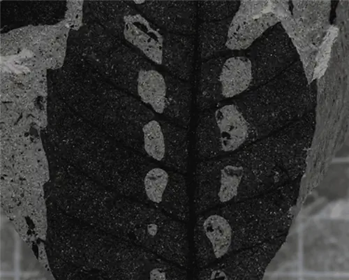 лист с повреждением насекомыми