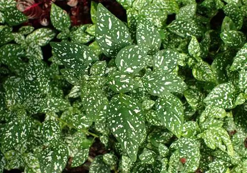 Есть много маленьких растений, которые не нуждаются в пересадке.