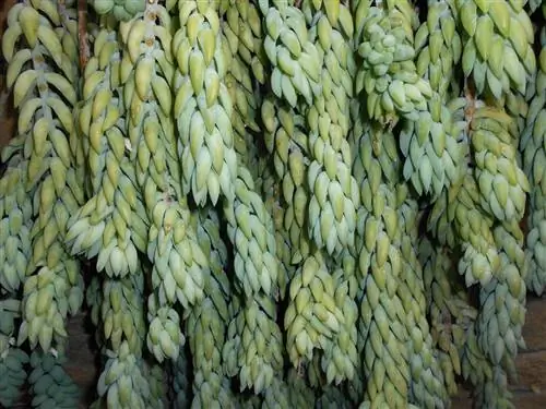 Sedum morganianum - это грубое растение, которое нуждается в тени.