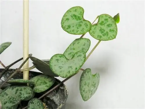 Ожерелье-сердце растение кулон