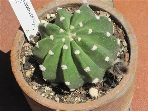 Echinopsis subdenudata - кактус с шипами.