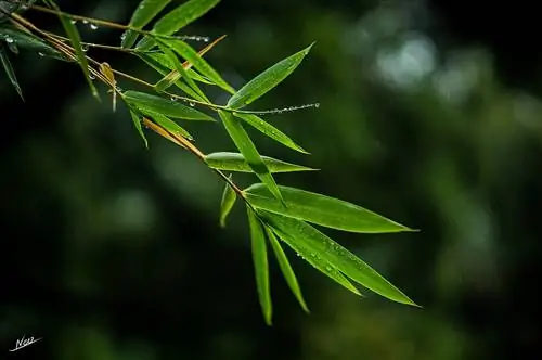 Бамбук не растение для горшка