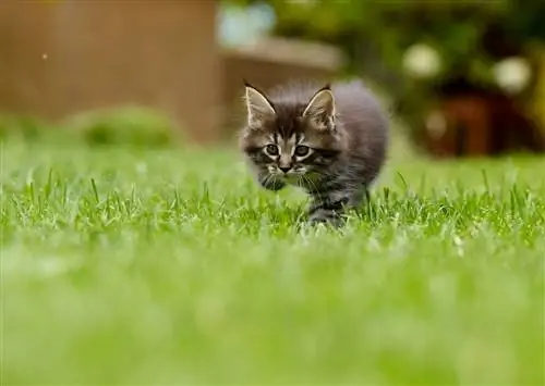 котенок гуляет по траве