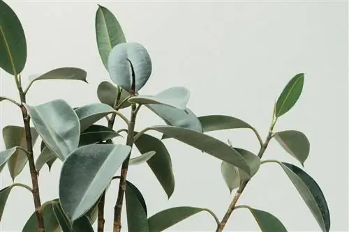 Почему у моего фикуса эластичного на листьях появляются коричневые пятна?