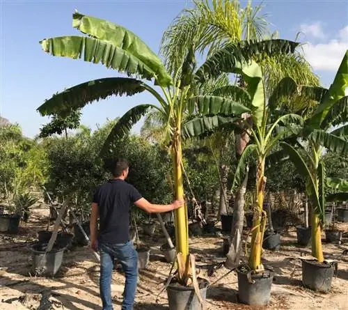Питомники и декоративные растения в горшках с банановыми деревьями