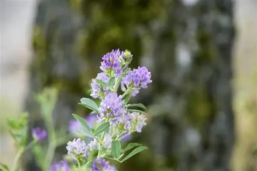 Как сажать люцерну