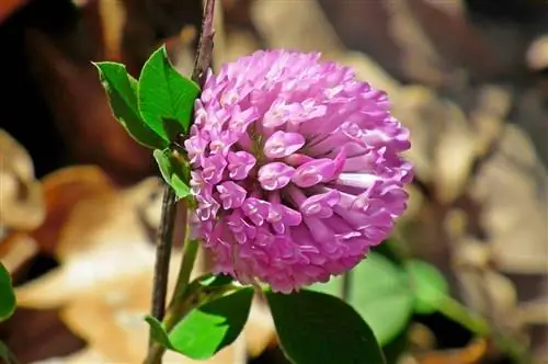 цветок люцерны