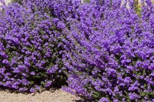 Кустарник Leucophyllum langmaniae Сад Эль Ноу