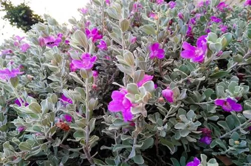 ветки и цветы Leucophyllum langmaniae Pacific Green Landscape