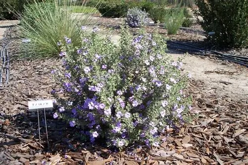 цветущий кустарник Leucophyllum UC ANR