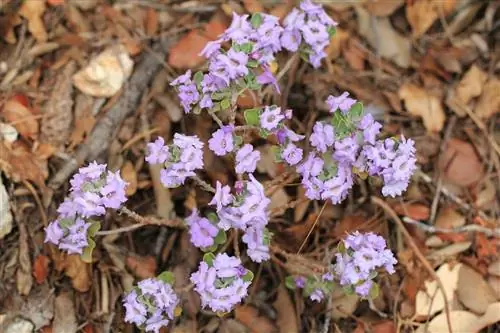 Leucophyllum langmaniae: характеристика и уход за марьей