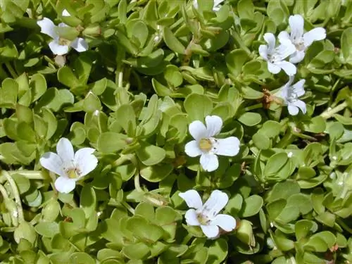 Bacopa monnieri, растение, которое может помочь вам сконцентрироваться