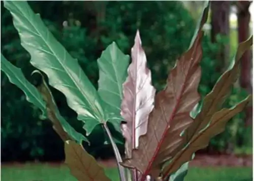 листья Alocasia lauterbachiana Shineledlighting листья Alocasia lauterbachiana Shineledlighting