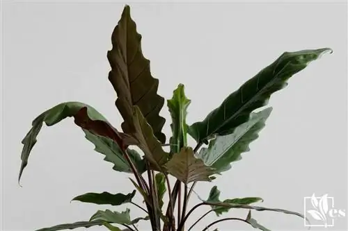 Семена вечнозеленого растения Alocasia lauterbachiana Семена вечнозеленого растения Alocasia lauterbachiana