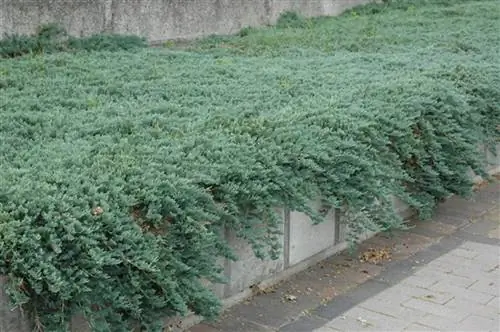 Можжевельник ледяной синий