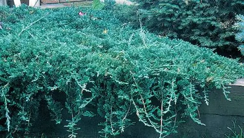 Можжевельник ледяной синий JC Bakker & Sons