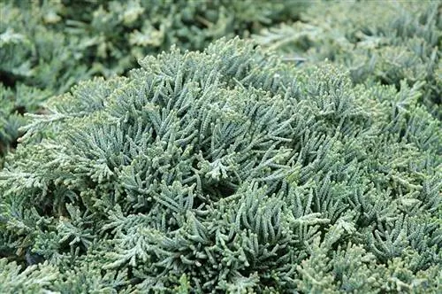 крупным планом вид на Juniperus icee blue El Nou Garden